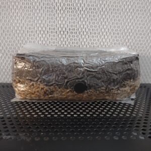 5 lb All-in-One Mushroom Grow Bag | 2-Pack