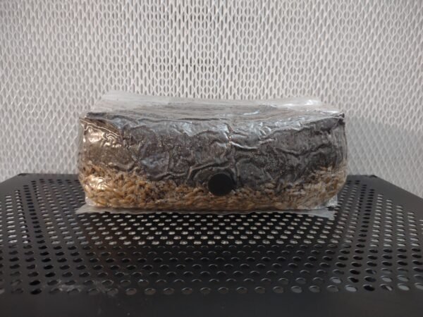 All-in-One Mushroom Grow Bag | 2-Pack
